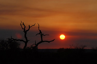 Sunset  Balule Bushcamp