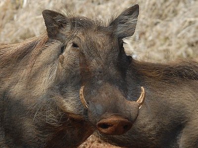 Warthog   Swaziland