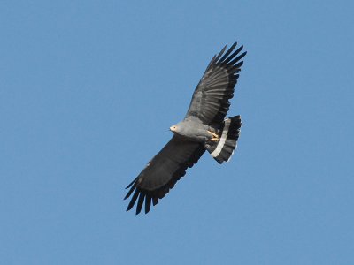Gymnogene Kruger