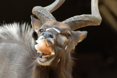 Nyala Swaziland feeding on very dry leaf