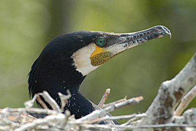 Cormorants - Aalscholvers