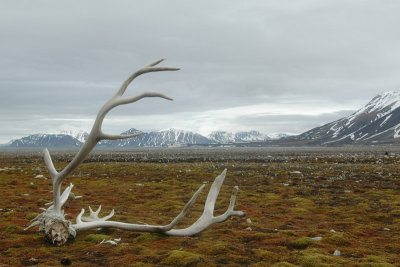 Raindeer antler in tundra
