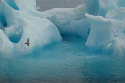 iceberg & fulmar