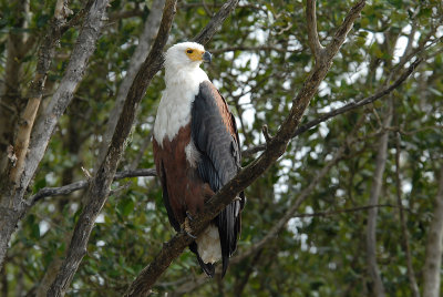 African Fish Eagle St.Lucia