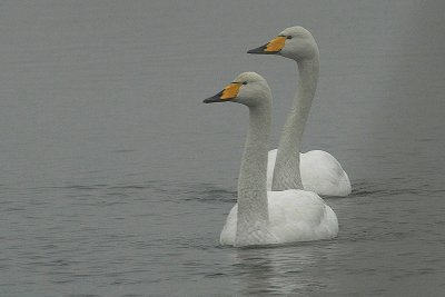 Whooper Swans - Wilde Zwaan - Cygnus