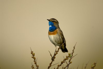 Bluethroat  [Luscinia svecica]