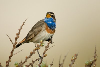 Bluethroat  [Luscinia svecica]