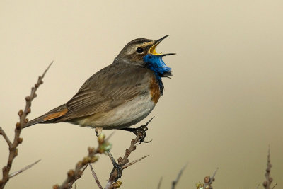 Bluethroat  [Luscinia svecica]