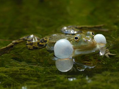 AMPHIBIANS  and REPTILES
