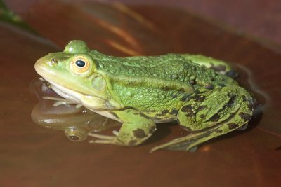 20070413-DSC_5439 Green(Edible) Frog [ Rana esculenta]