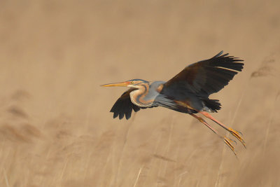 Purple Heron [Ardea purpurea]