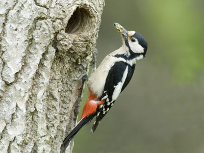 Great spotted Woodpecker [Dendrocopus major]