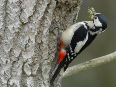 at spotted Woodpecker [Dendrocopus major]Gre