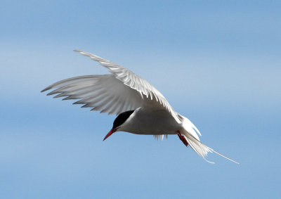Arctic Tern [Sterna paradisaea]