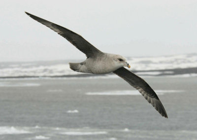 Nothern Fulmar [ Fulmarus glacialis ]