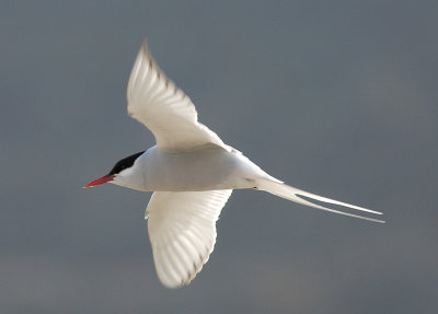 Arctic Tern [Sterna paradisaea]