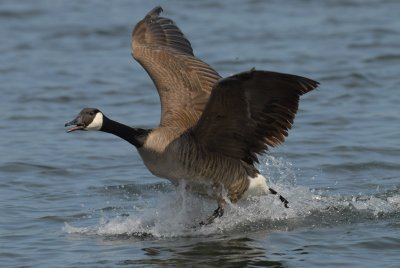 Canada Goose  -  Branta canadensis ]