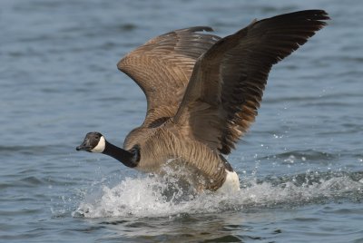 Canada Goose  -  Branta canadensis
