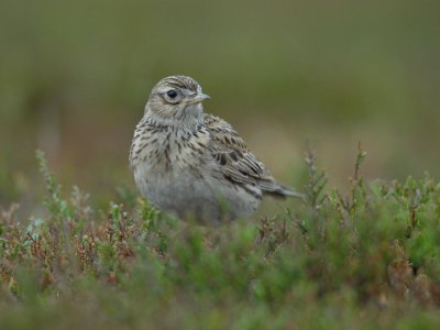 SKYLARK  [ Alauda arvensis ]