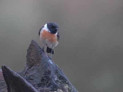 STONECHAT [ Saxicola rubicola ]