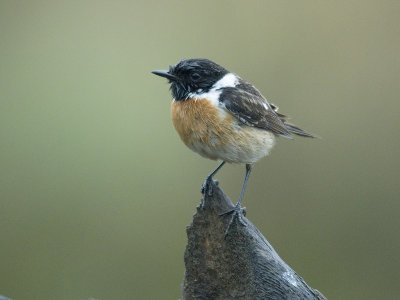 STONECHAT [ Saxicola rubicola ]