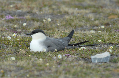 LONG-TAILED SKUA[ Stercorarius longicaudus]