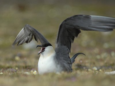 LONG-TAILED SKUA[ Stercorarius longicaudus]