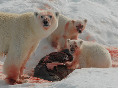 Polar Bears of Spitsbergen  2006/2008/2010