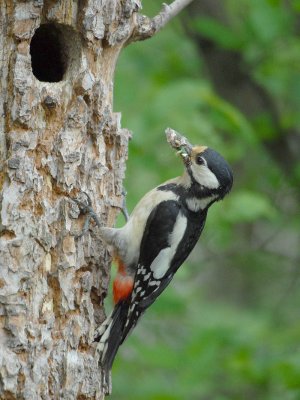 at spotted Woodpecker [Dendrocopus major]
