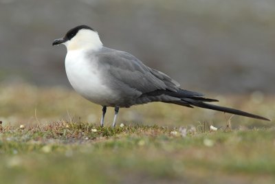 LONG-TAILED SKUA [Stercorarius longicaudus]