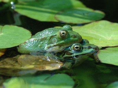 DSC_0019 Green(Edible) Frog [ Rana esculenta]
