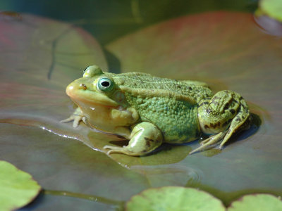 DSC_0010 Green(Edible) Frog [ Rana esculenta]