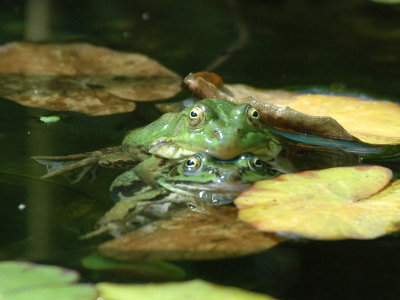 DSC_0012    Green(Edible) Frog [ Rana esculenta]