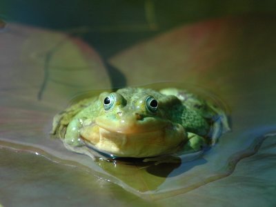 DSC_0014Green(Edible) Frog [ Rana esculenta]