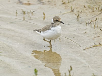 LITTLE RINGED PLOVER  Charadrius  dubius
