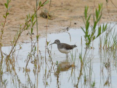 GREEN SANDPIPER [Tringa ochropus ]
