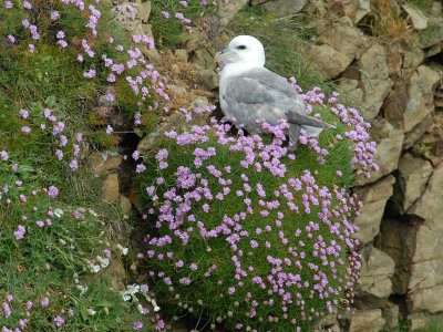 Northern Fulmar [ Fulmarus glacialis]