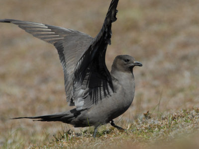 Arctic Skua [ Stercorarius parasiticus ]