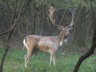 Fallow-deer