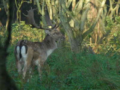 Fallow-deer