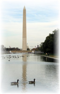 Washington Memorial Ducks