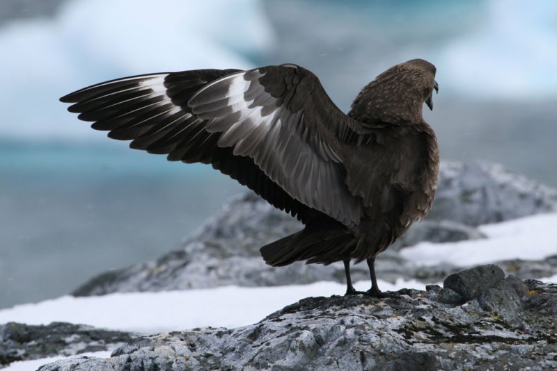 South-polar Skua