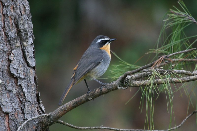 Cape Robin-chat