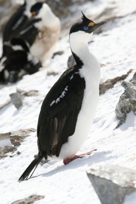 Antarctic Cormorant