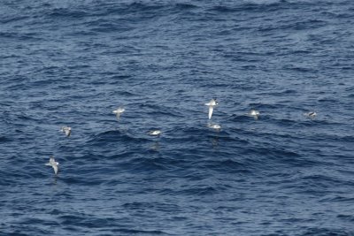 Antarctic Prion
