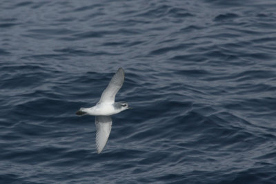 Antarctic Prion