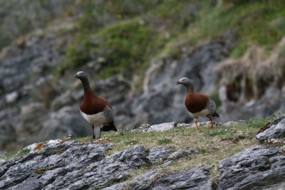 Patagonia birds