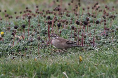 Bar-winged Cinclodes