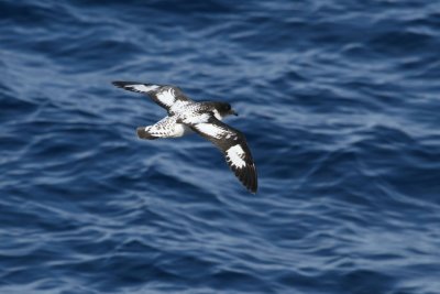 Cape Petrel