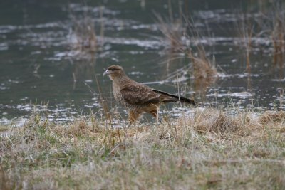 Chimango Caracara